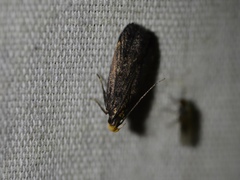 Dichomeris purpureofusca