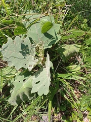 Solanum hirtum