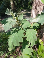 Solanum hirtum