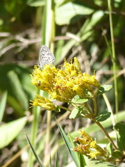 Leptotes cassius