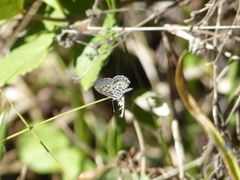 Leptotes cassius