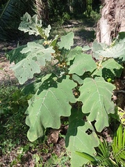 Solanum hirtum