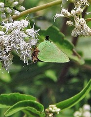Cyanophrys herodotus