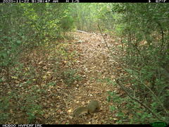 Sciurus niger limitis