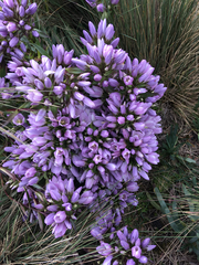 Gentianella foliosa