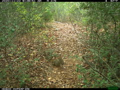 Sciurus niger limitis