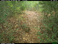 Sciurus niger limitis