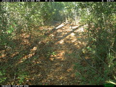 Sciurus niger limitis