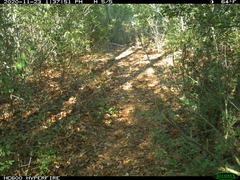 Sciurus niger limitis