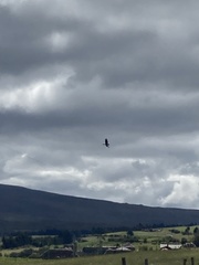 Daptrius carunculatus