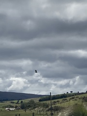 Daptrius carunculatus