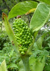 Arisaema tortuosum