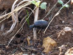 Meloe rugosus