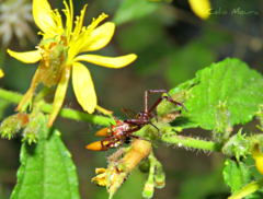Micrathena spinosa