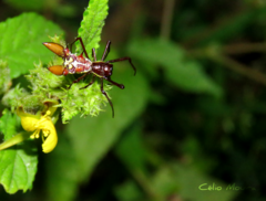 Micrathena spinosa
