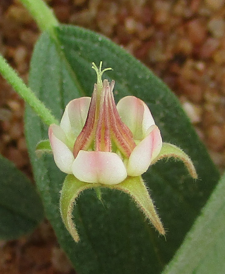 Hermannia tomentosa