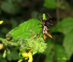 Micrathena spinosa