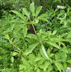 Arisaema tortuosum