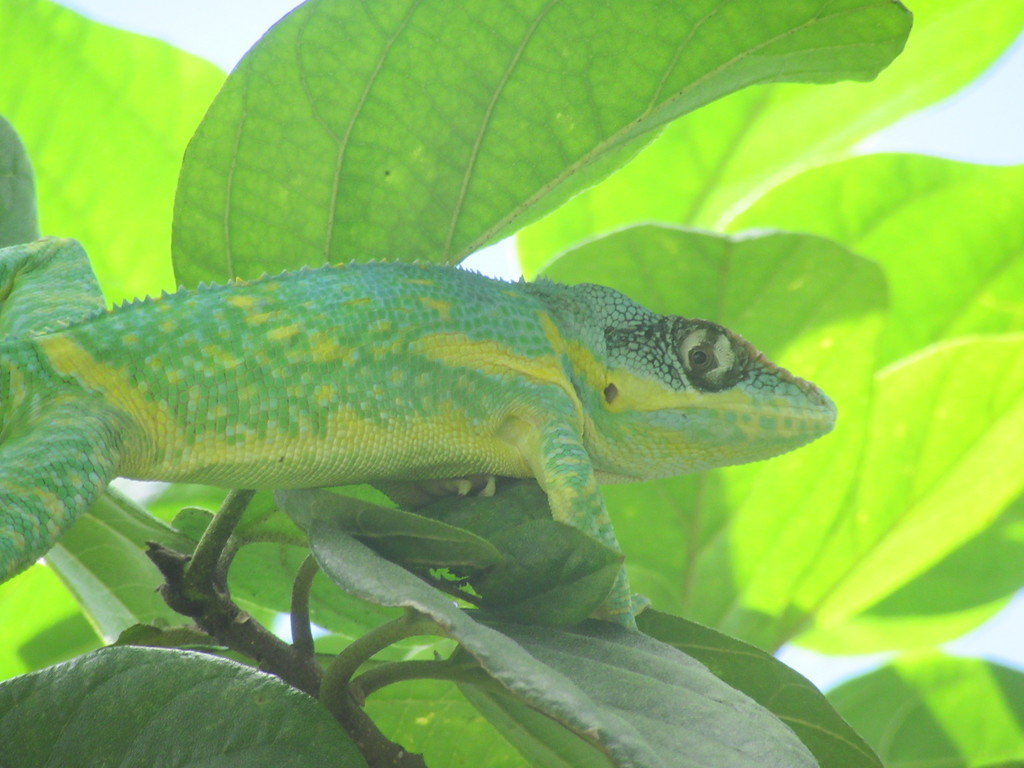Cayko Frances Anole