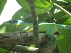 Cayko Frances Anole photo 2