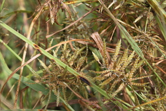 Cyperus pelophilus
