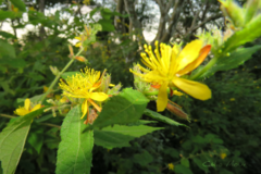 Triumfetta semitriloba