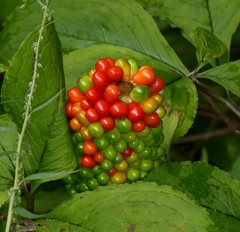 Arisaema tortuosum