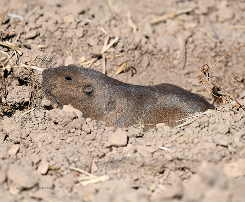 Botta's Pocket Gopher
