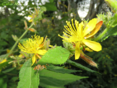 Triumfetta semitriloba