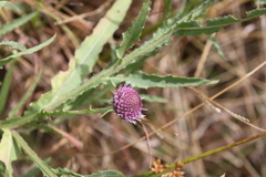 Sphaeranthus peduncularis
