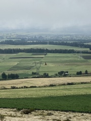 Daptrius carunculatus