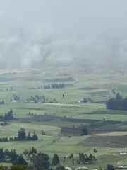 Daptrius carunculatus