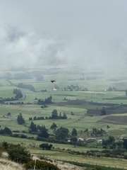 Daptrius carunculatus