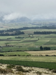 Daptrius carunculatus