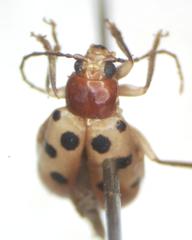 Malacorhinus sericeus
