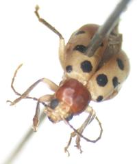 Malacorhinus sericeus