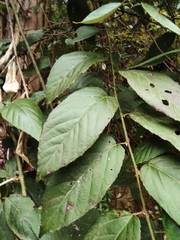 Rubus swinhoei