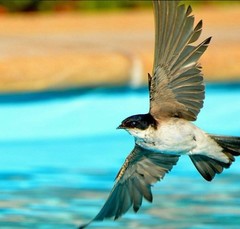 Chilean Swallow photo 6