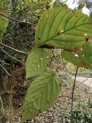 Rubus swinhoei