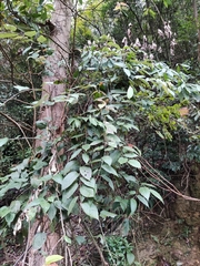 Rubus swinhoei