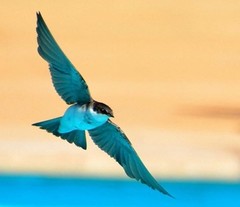 Chilean Swallow photo 4