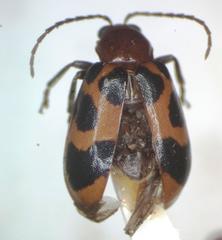 Malacorhinus irregularis