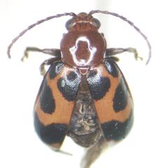 Malacorhinus irregularis
