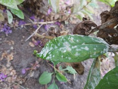Golovinomyces magnicellulatus