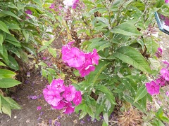 Golovinomyces magnicellulatus