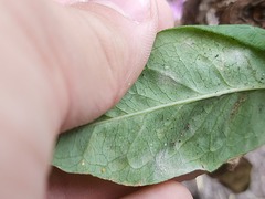 Golovinomyces magnicellulatus