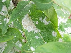 Golovinomyces magnicellulatus