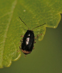 Cryptocephalus chrysopus