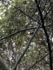 Conirostrum sitticolor