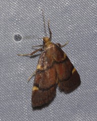 Hypsopygia thymetusalis